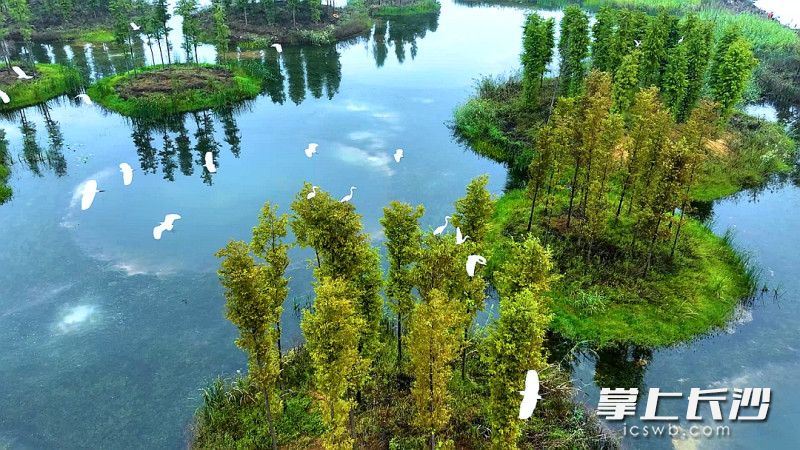 大澤湖近自然濕地公園成羽翼天堂。均為長沙晚報通訊員 龍宇 攝