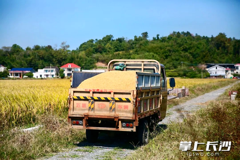 運(yùn)糧車穿梭在農(nóng)田間。